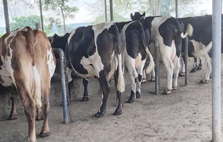 Cows taking water in farm