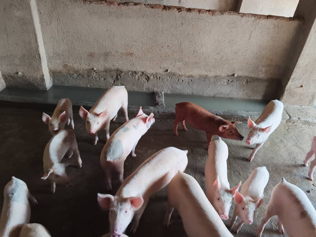 Livestock management training