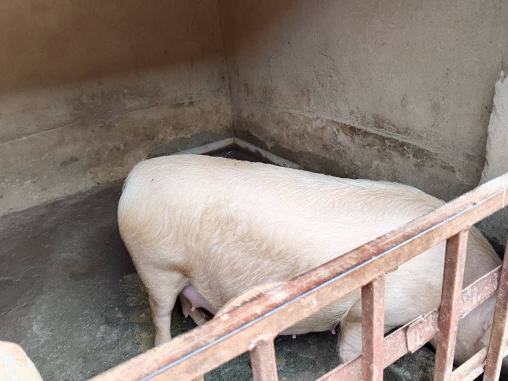 Piggery maintainance